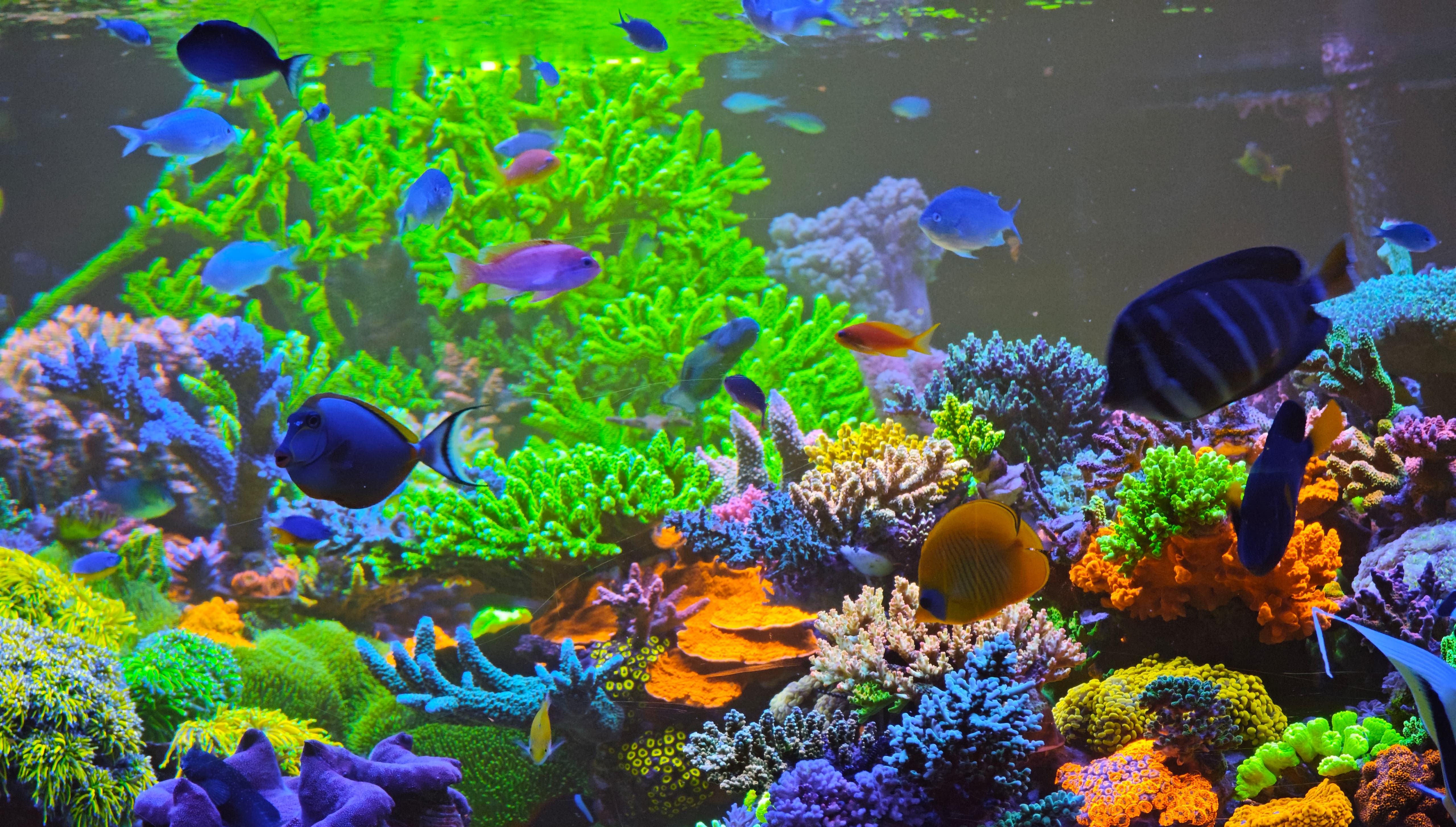 Exklusives Aquarium von Aquarienprofis